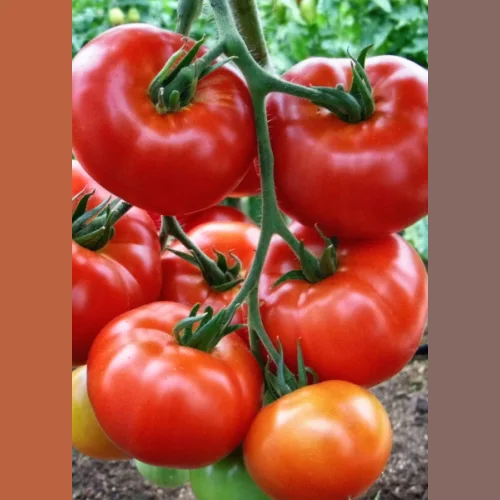 Tomato F1 Komepet