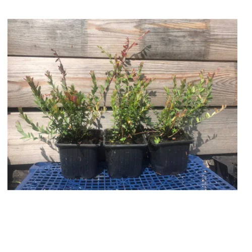 Cranberry saplings 1-3 years