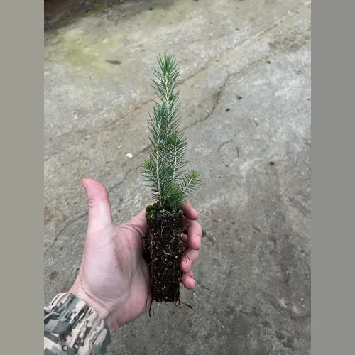 Spruce seedlings with ZKS and OKS
