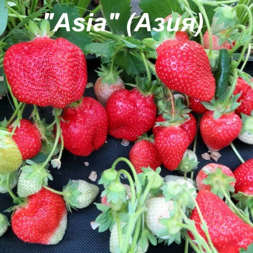 Strawberry Saplings "Asia"