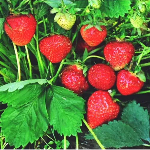 Strawberry Slavutich