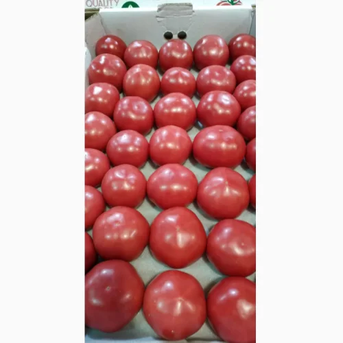 Pink Tomatoes/Tomatoes of the Paradise variety wholesale shipments from 1t.