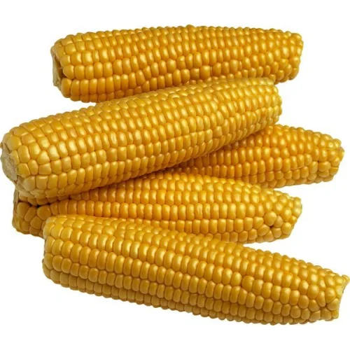 Natural corn without GMO frozen in the cob