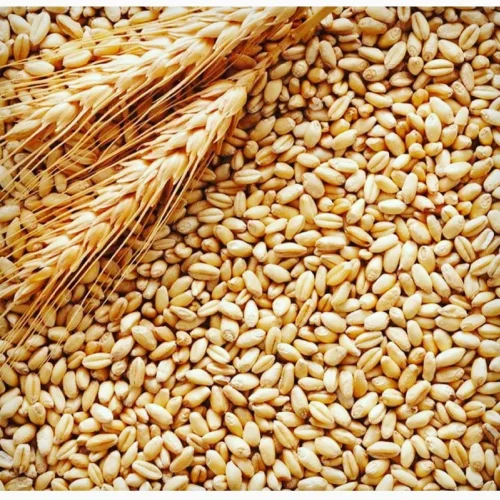 Wheat grain 