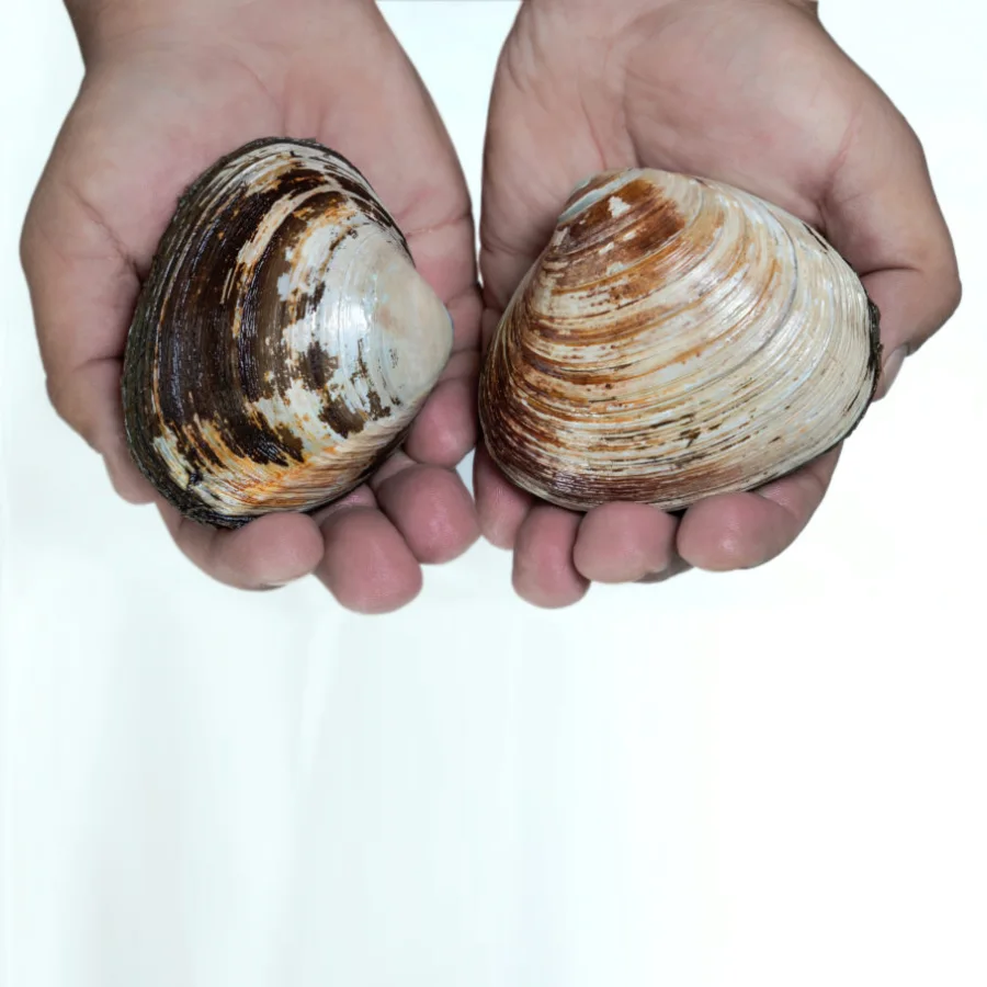 Live shells-shellfish Spizula wholesale