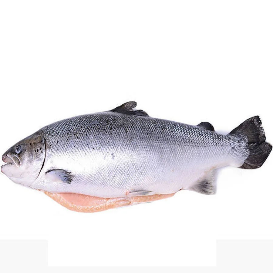 Salmon s / g