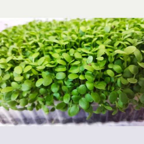 Micro-green clover 750 gr
