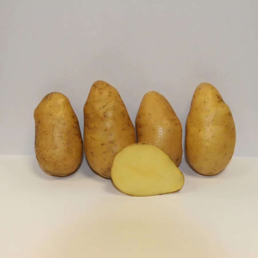 Seed potatoes Laton variety super elite fraction 28-40