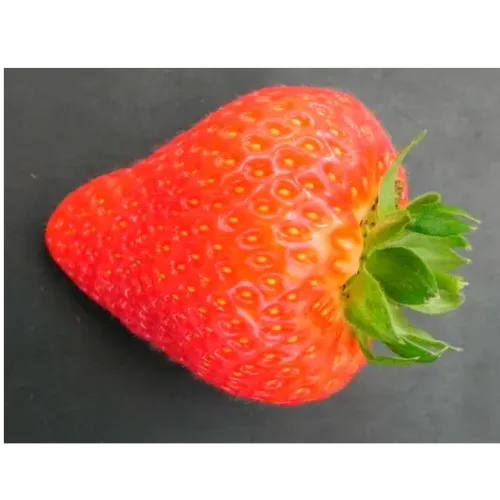 Strawberry Saplings «Antey«
