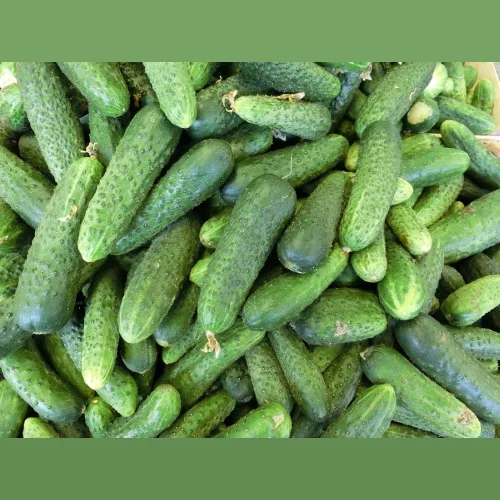 Short-free cucumber