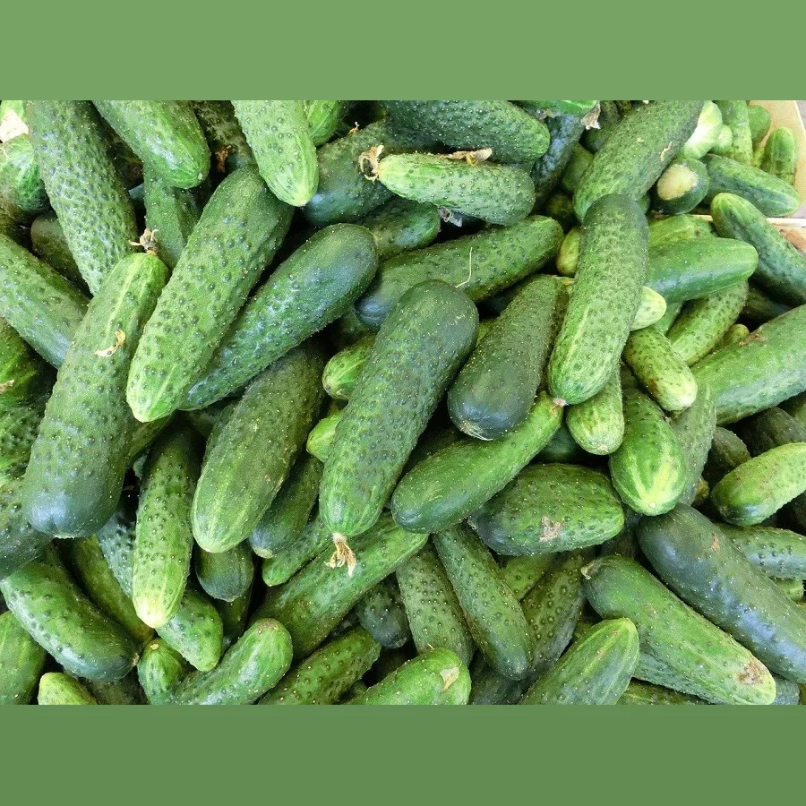 Short-free cucumber