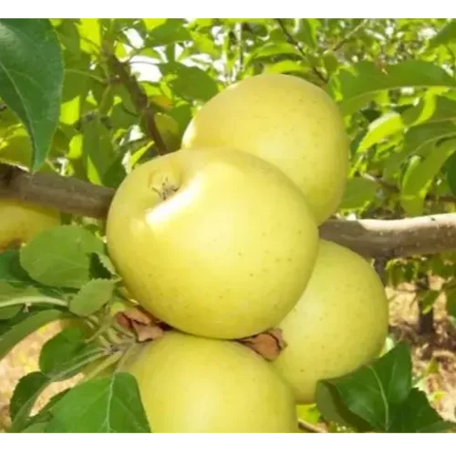 Bryansk golden apple tree