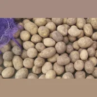 Potatoes wholesale, Seed Gala 2nd repr.18rub./kg.
