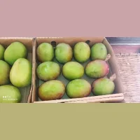 Mango fresh Kenya large wholesale (shipment from Kenya)