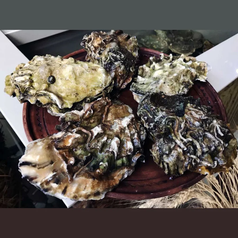 Live Hassan oysters wholesale