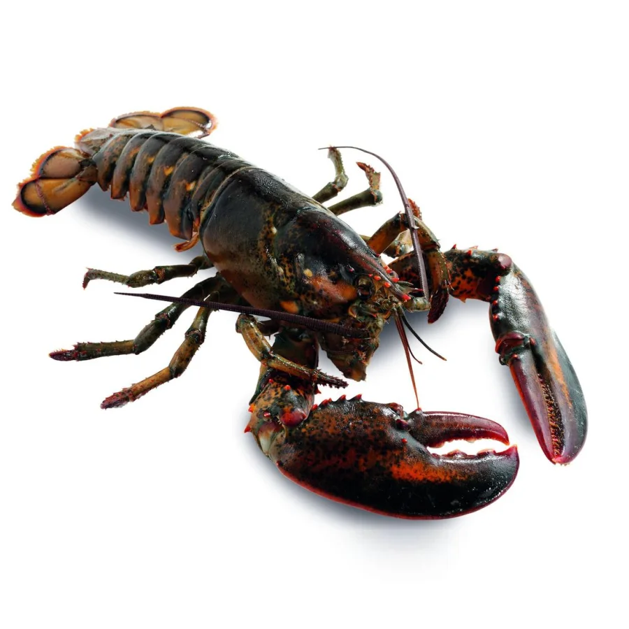 Live lobsters/lobsters wholesale