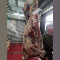 Beef half carcasses bulls 1kat GOST OHL/deputy from the manufacturer