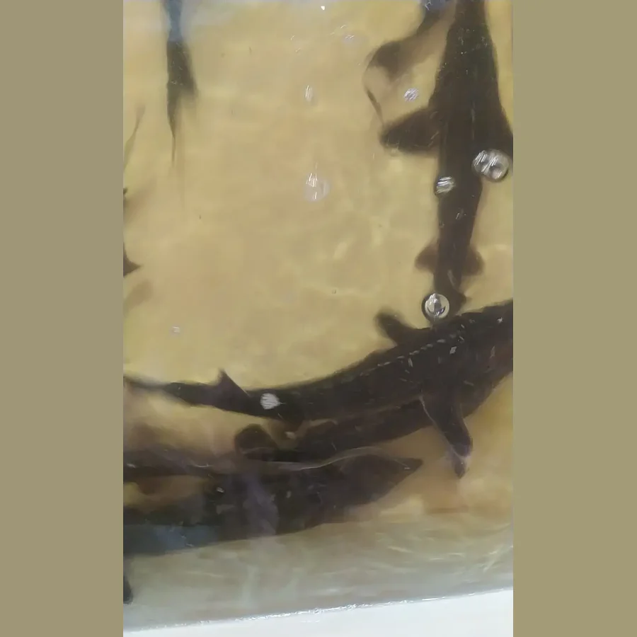 baby sturgeon LenKa