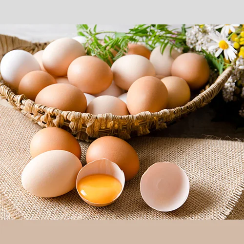 Chicken Egg Chicken Volga
