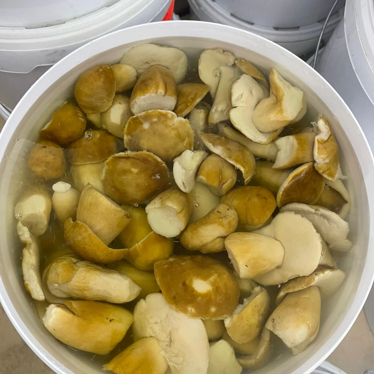 Salted-boiled white mushroom