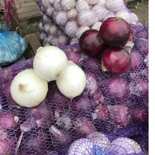Onion violet