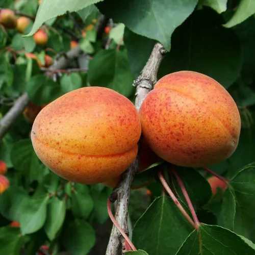 Apricot seedlings Alyosha