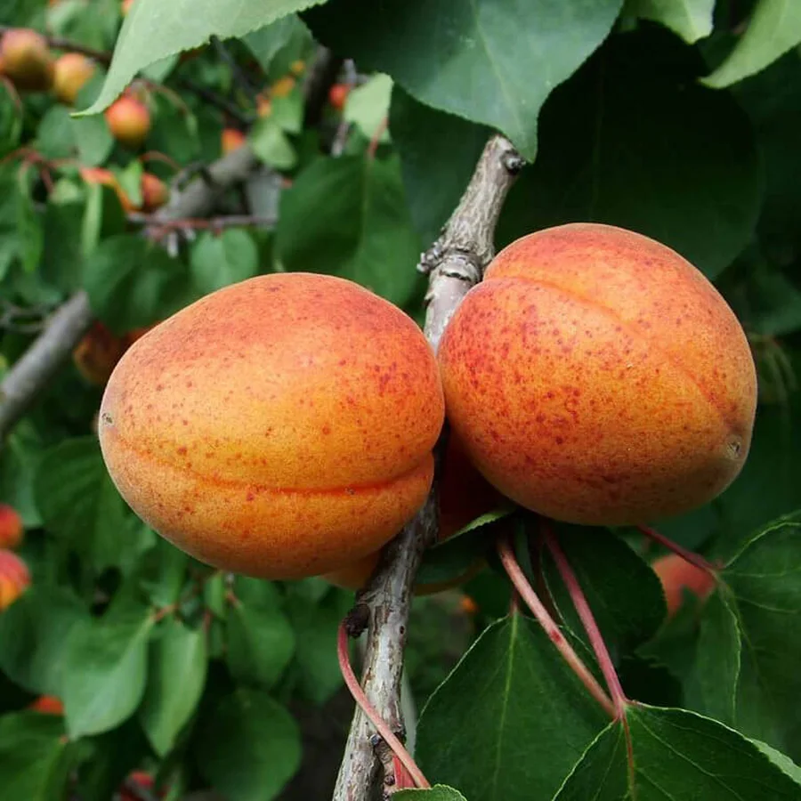 Apricot seedlings Alyosha