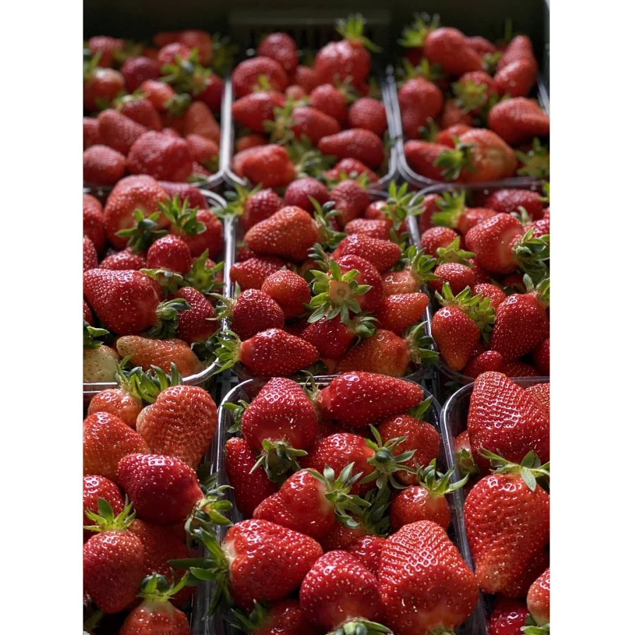 Strawberry Fresh Belorechenskaya