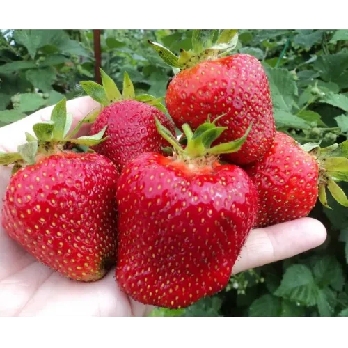 Strawberry Mishutka