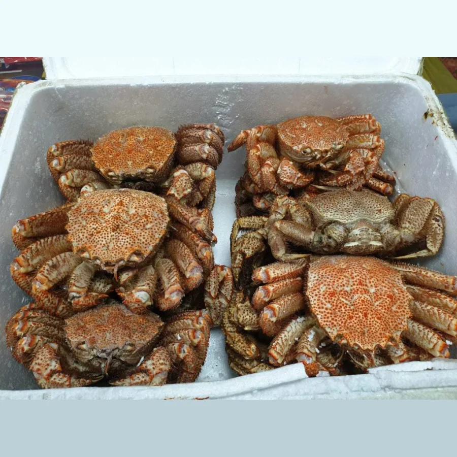 Live crab hairy wholesale