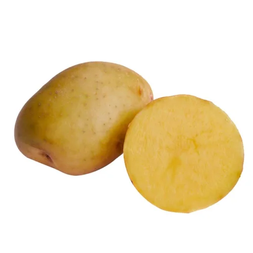 Seed potatoes "GALA"