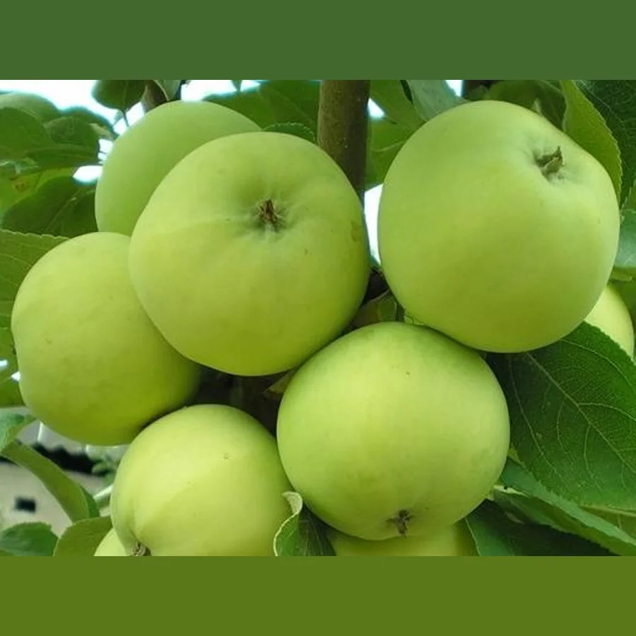 Яблоня сорт Папироянтарное