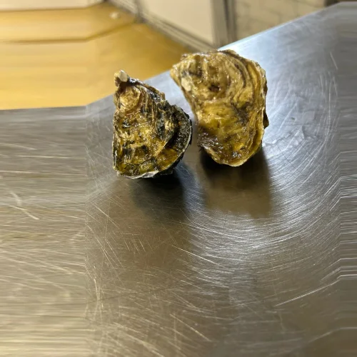 Crimean oyster