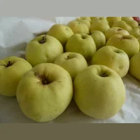 Apples wholesale