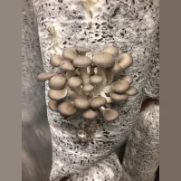 Mushrooms Veshinski