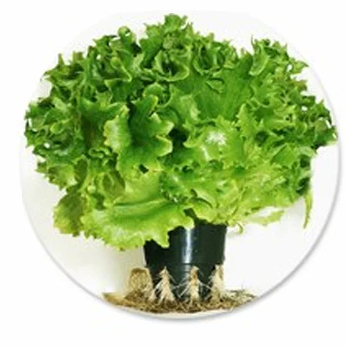 Salad «Dolisnut»