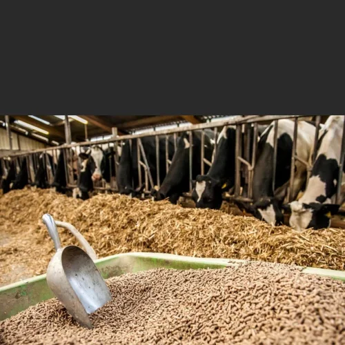 Compound feed for cattle