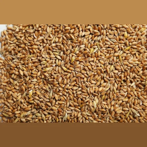 Пшеница семена мешок 40 кг