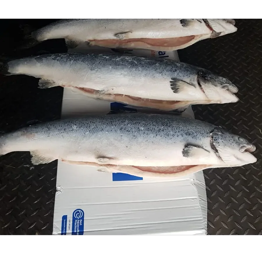 Salmon 5-6 kg / pc