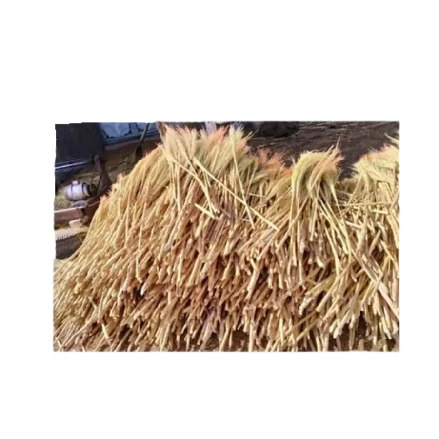 Sorghum for broom production