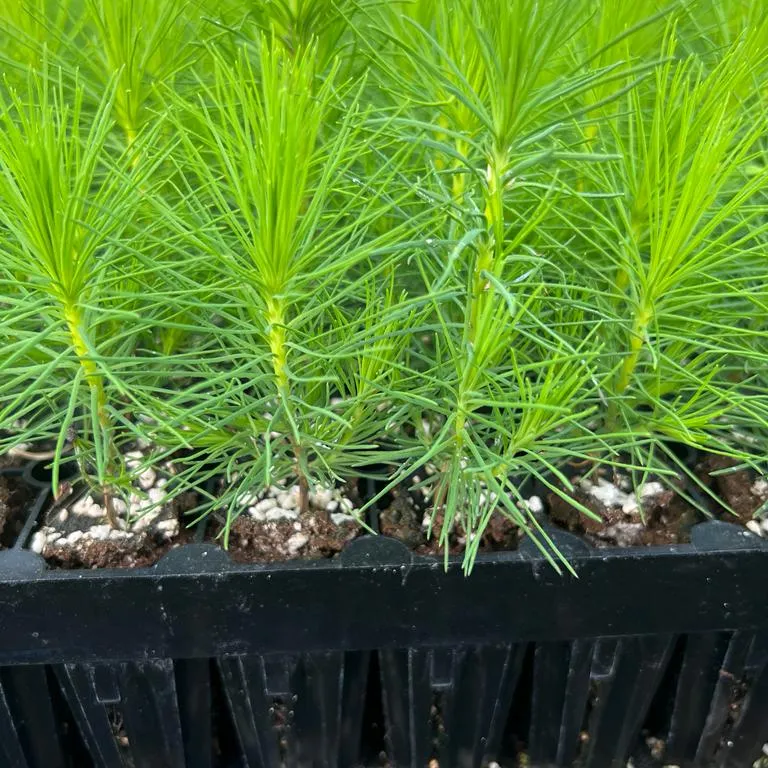 Seedlings of scots pine.