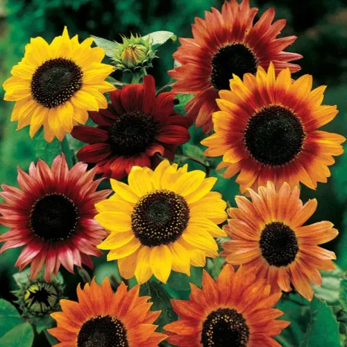 Color Sunflower Mix