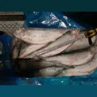 Olyutorskaya herring 400-500