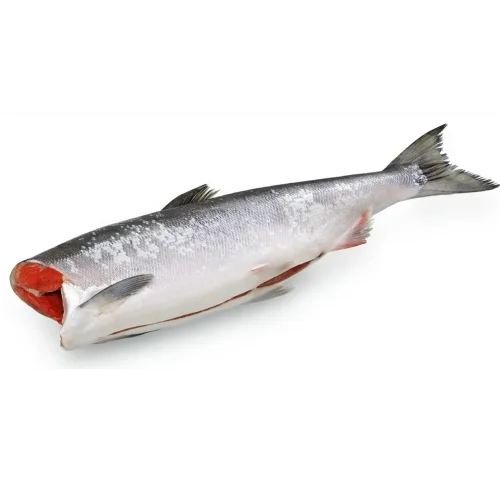 Sockeye salmon size L