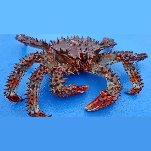 Live prickly crab wholesale