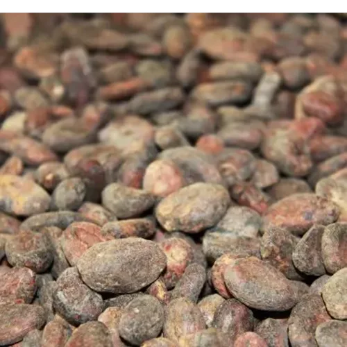 Cocoa Beans Criollo Arriba Nacional Ecuador