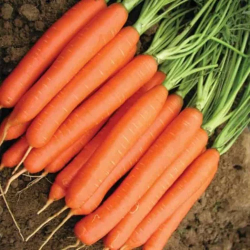 Морковь сорт Нантская