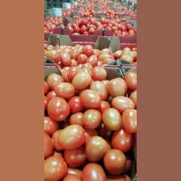Помидоры (томаты) Красные, Розовые, Сливка, на Ветке Оптом