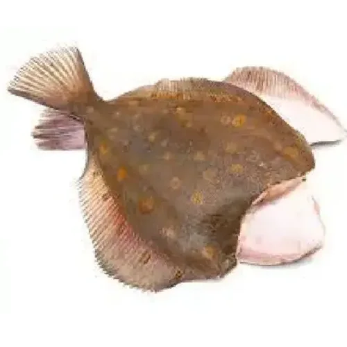 Flounder headless long - snouted
