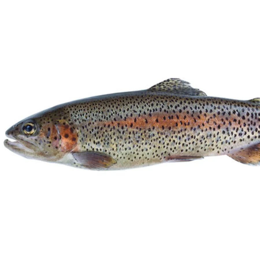 Selected trout 2-3 /Karelia/		
